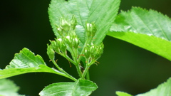 Crataegus macracantha