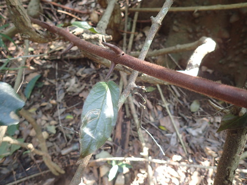 African Quisqualis (Combretum sylvicola)