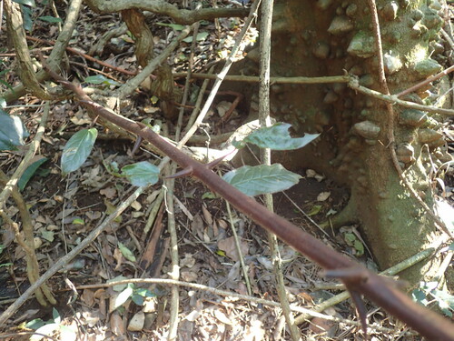 Image of Combretum sylvicola by (c) Mahomed Desai, some rights reserved (CC BY)