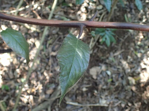 Image of Combretum sylvicola by (c) Mahomed Desai, some rights reserved (CC BY)