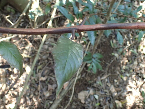 Image of Combretum sylvicola by (c) Mahomed Desai, some rights reserved (CC BY)