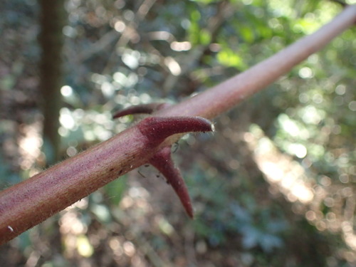 Image of Combretum sylvicola by (c) Mahomed Desai, some rights reserved (CC BY)