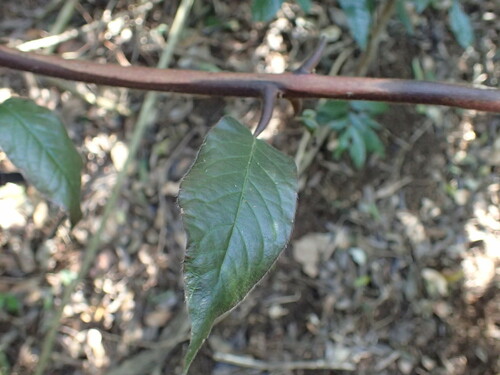 Image of Combretum sylvicola by (c) Mahomed Desai, some rights reserved (CC BY)
