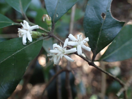 Cape-Coffee (Tricalysia capensis)