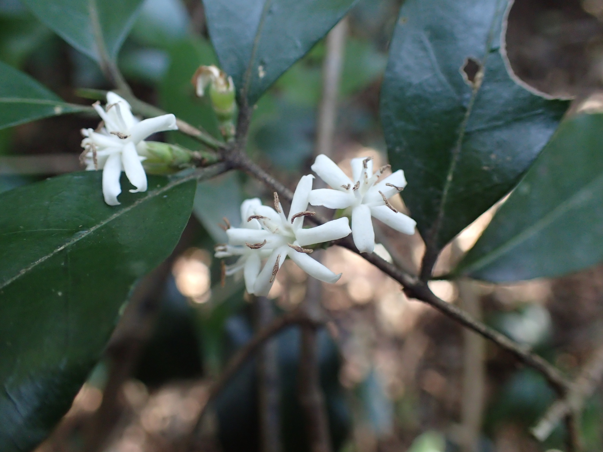 Cape-Coffee (Tricalysia capensis)