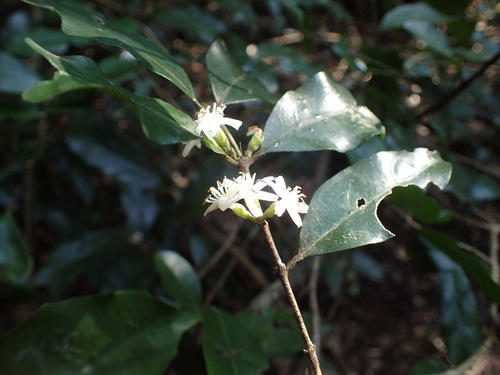 Image of Tricalysia capensis by (c) Mahomed Desai, some rights reserved (CC BY)