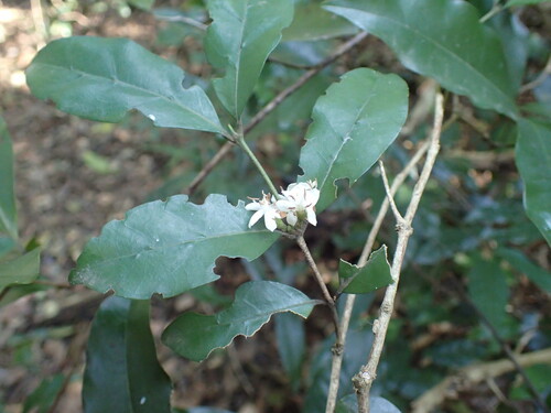 Image of Tricalysia capensis by (c) Mahomed Desai, some rights reserved (CC BY)
