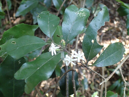Image of Tricalysia capensis by (c) Mahomed Desai, some rights reserved (CC BY)