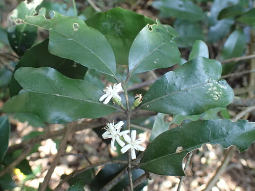 Image of Tricalysia capensis by (c) Mahomed Desai, some rights reserved (CC BY)