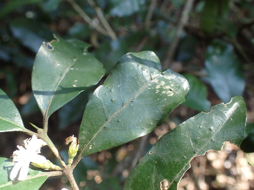 Image of Tricalysia capensis by (c) Mahomed Desai, some rights reserved (CC BY)