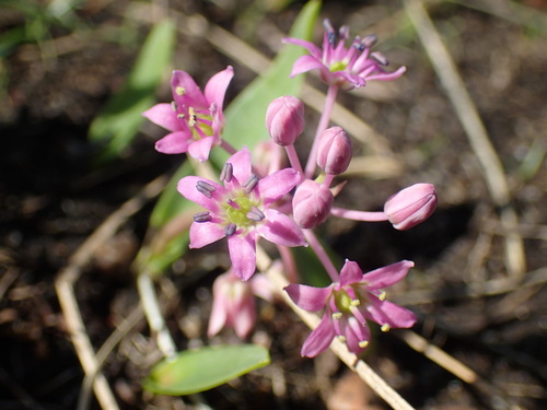 Image of Ledebouria cooperi by (c) Mahomed Desai, some rights reserved (CC BY)