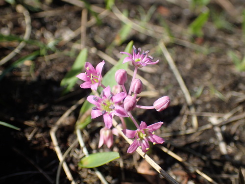 Image of Ledebouria cooperi by (c) Mahomed Desai, some rights reserved (CC BY)