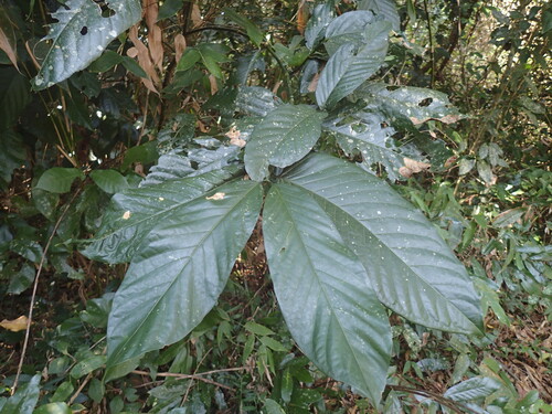Oxyanthus speciosus, photograph 5
