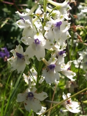 Delphinium pavonaceum