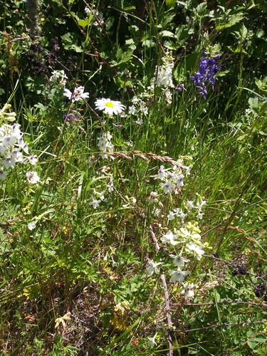 Image of Delphinium pavonaceum by no rights reserved