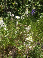 Delphinium pavonaceum