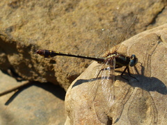 Gomphurus ozarkensis