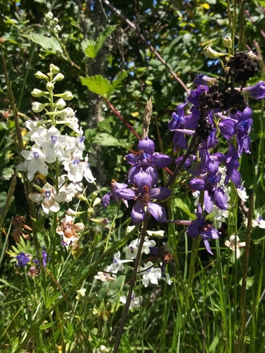 Image of Delphinium pavonaceum by no rights reserved