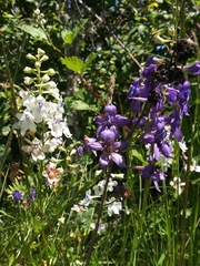 Delphinium pavonaceum