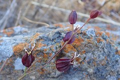Streptanthus glandulosus niger