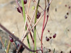 Streptanthus glandulosus niger