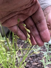 Carex foenea