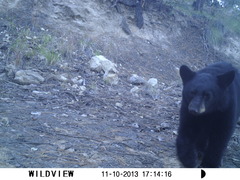 Ursus americanus machetes