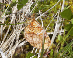Boloria epithore