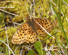 Boloria epithore