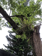 Dendrobium catenatum
