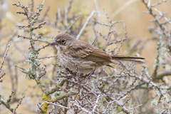 Artemisiospiza belli clementeae