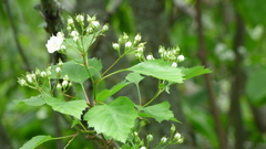 Crataegus macrosperma