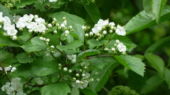 Crataegus macrosperma