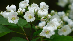 Crataegus macrosperma