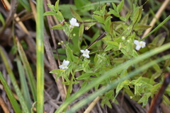 Moehringia lateriflora