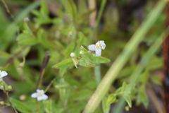 Moehringia lateriflora