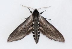 Sphinx perelegans