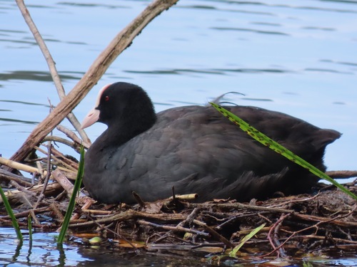 Palearctic Coot