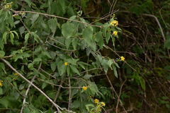 Calea urticifolia