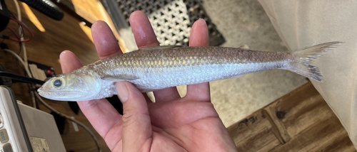 Brazilian lizardfish (Saurida brasiliensis) — Synodontidae