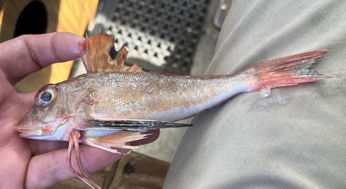 Bigeye searobin (Prionotus longispinosus) — Triglidae — 4