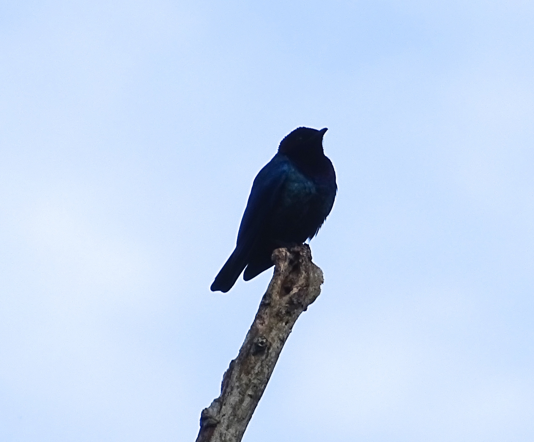 Purple-headed Starling (Hylopsar purpureiceps), photo 3