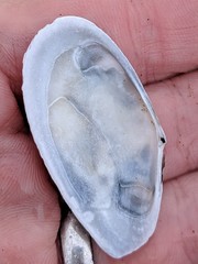 Megangulus bodegensis