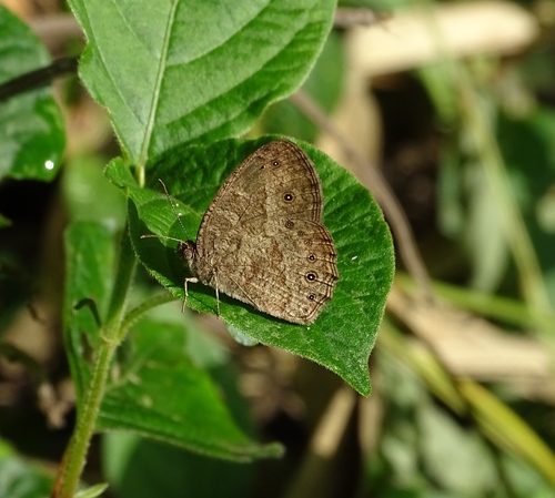 Jeffrey’s Bush Brown
