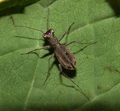 Parvindela cursitans