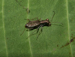 Parvindela cursitans