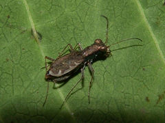 Parvindela cursitans