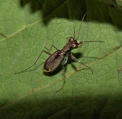 Parvindela cursitans