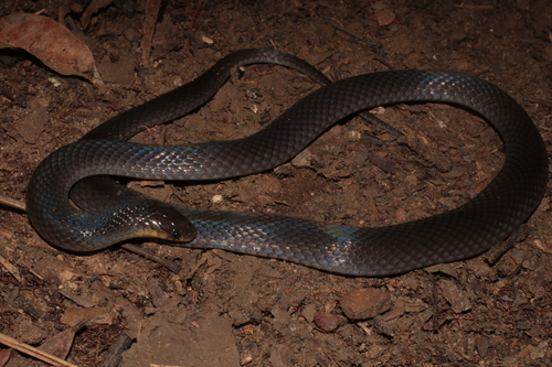 Western Forest Centipede-eater