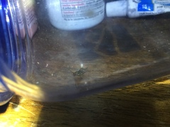 Allonemobius fasciatus